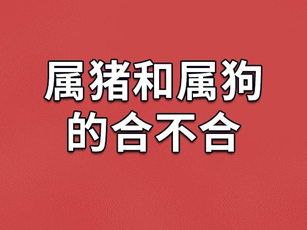 属狗不能和属猪<font color='red'>结婚</font>吗 94属狗女与95属猪男是什么意思？