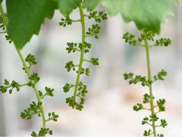 风水装饰仿真葡萄花 卧室挂墙仿真花好吗