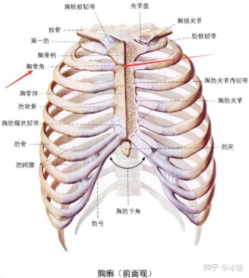 身体胸发胖预示着什么风水 人的肥胖与心脏的关系