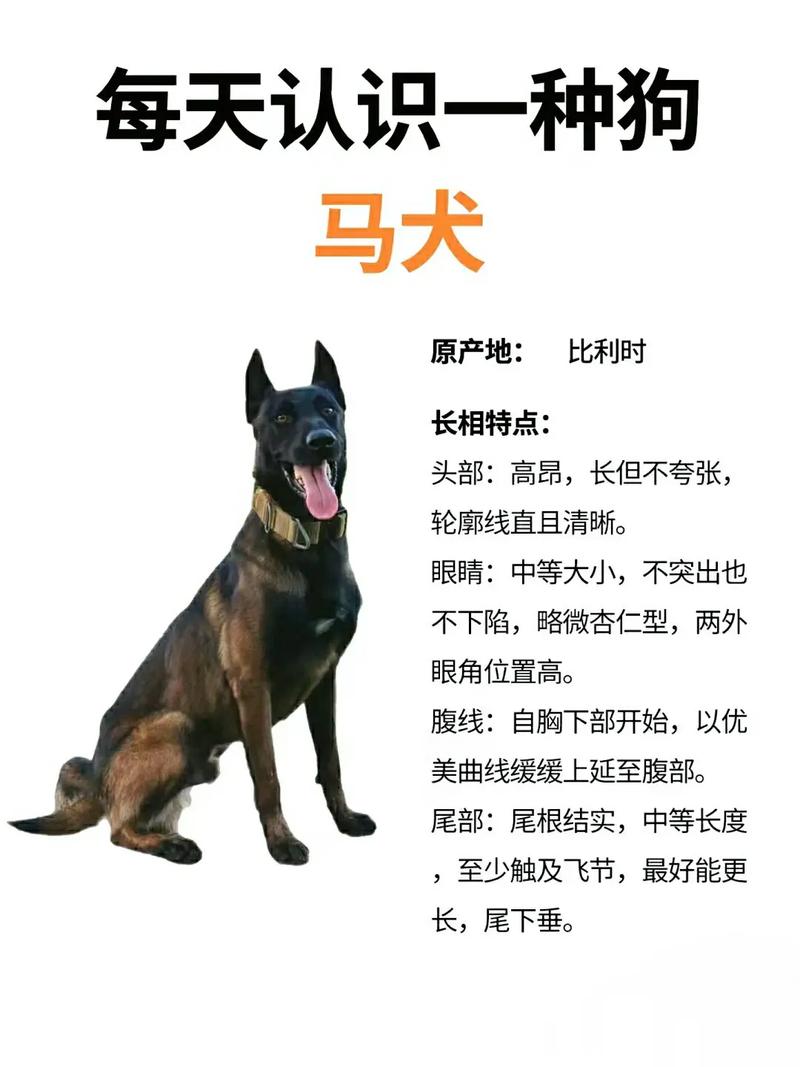 马犬如何旺财风水 黑马犬