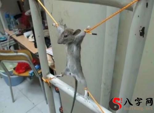 梦见抓老鼠没抓到