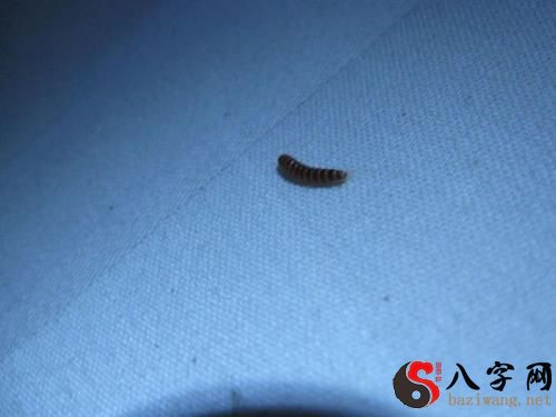 梦见女朋友身上有虫子