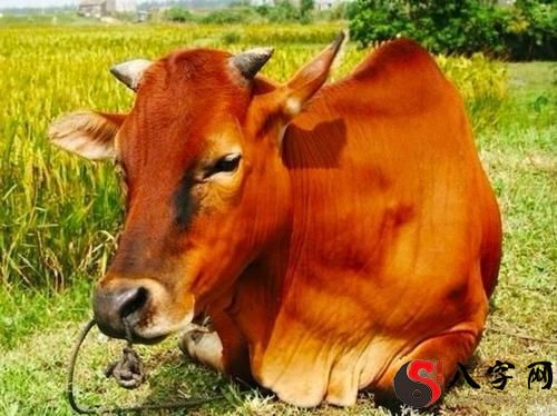 梦见一头牛冲向自己