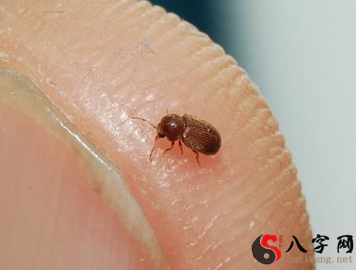 梦见很多虫子在腿上