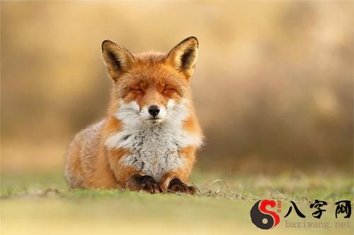 梦见狐狸往身上扑