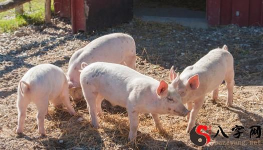 梦见一群猪乱跑