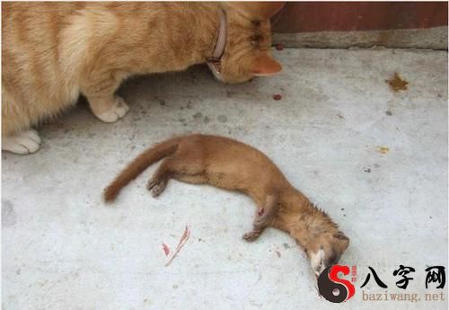 梦见黄鼠狼打架