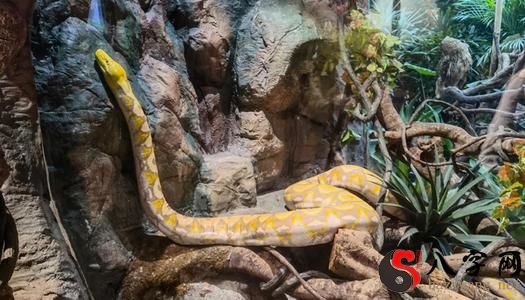 梦见大蟒蛇在树上